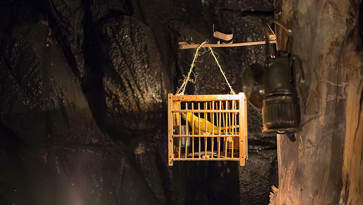 Canary in a Coal Mine No Printed Materials edit width 1200px